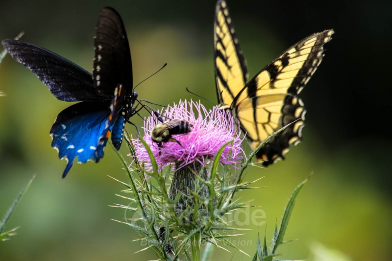 Dueling Butterflies